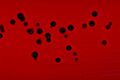 Chromobacterium violaceum blood agar