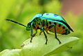 Chrysocoris stolli, Hebbal, Bangalore, India - 20060806