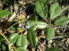 Archivo:Cissus hypoglauca fruit & leaf1