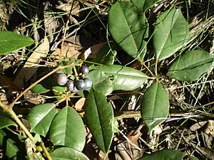 Archivo:Cissus hypoglauca fruit & leaf1