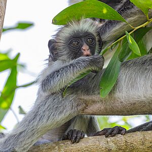 Archivo:Colobo rojo de Zanzíbar (Piliocolobus kirkii), parque nacional de la Bahía Jozani Chwaka, Zanzíbar, Tanzania, 2024-06-02, DD 07