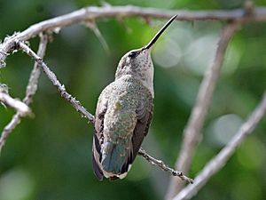 Archivo:Costas Hummingbird female RWD2