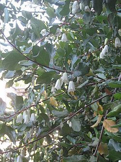 Crinodendron patagua Mol 11.JPG