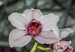 Cymbidium 'Pink Ice', Jardín Botánico de Múnich, Alemania, 2013-05-04, DD 03.jpg