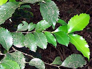 Archivo:Daphnandra johnsonii coppice leaves