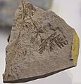 Diplopteridium holdenii