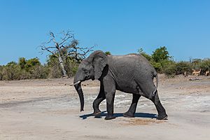 Archivo:Elefante africano de sabana (Loxodonta africana), parque nacional de Chobe, Botsuana, 2018-07-28, DD 18