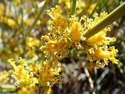 Ephedra-aspera-20080322.JPG
