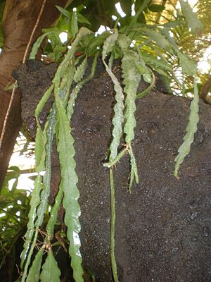 Archivo:Epiphyllum crenatum 1c