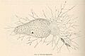 FMIB 40814 Gromia lagenoides
