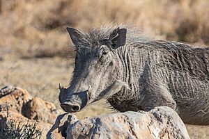 Archivo:Facocero común (Phacochoerus africanus), Santuario de Rinocerontes Khama, Botsuana, 2018-08-02, DD 27