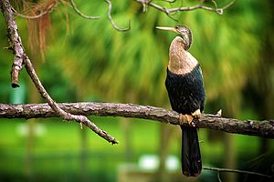 Archivo:Female anhinga in Florida
