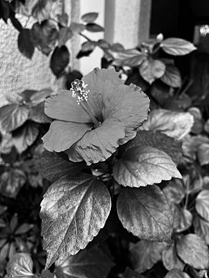 Archivo:Flor en blanco y negro
