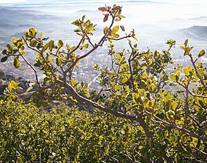 Archivo:Garric Serra Queralt