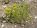 Gutierrezia sarothrae 8