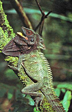 Hypsilurus dilophus.jpg