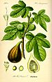 Illustration Ficus carica0