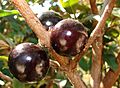 Jabuticaba fruto