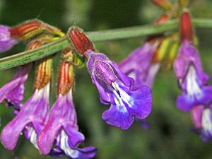 Archivo:Lamiaceae - Salvia ringens-001