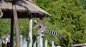 Archivo:Lemur saltando