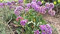 Limonium puberulum
