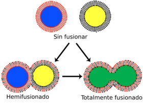 Archivo:Lipid bilayer fusion-es
