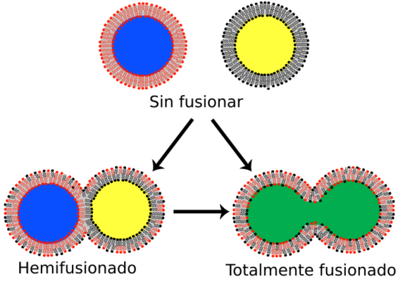 Lipid bilayer fusion-es