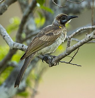 Little Friarbird (Philemon citreogularis) - Darwin, Northern Territory, Australia.jpg