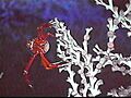 Lophelia fauna 600
