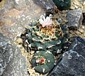 Lophophora williamsii Prague 2011 1