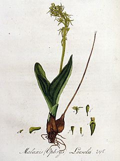 Archivo:Malaxis loeselii — Flora Batava — Volume v4
