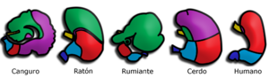 Archivo:Mammalian Stomachs remake esp