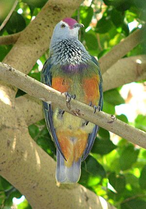 Archivo:Mariana Fruit-dove2