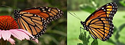 Archivo:Monarch Viceroy Mimicry Comparison