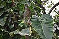 Mono Ardilla Común (Saimiri sciureus), Amazonia, Ecuador