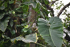 Archivo:Mono Ardilla Común (Saimiri sciureus), Amazonia, Ecuador