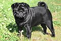 Mops-falk-vom-maegdebrunnen-internationaler-champion-fci