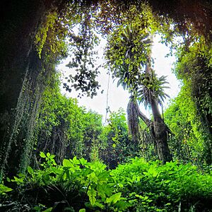 Archivo:Musanze-Caves