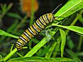 Nymphalidae - Danaus plexippus Caterpillar