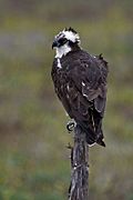 Osprey - natures pics