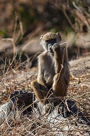 Archivo:Papión chacma (Papio ursinus), parque nacional de Chobe, Botsuana, 2018-07-28, DD 104