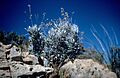 Parthenium argentatum (USDA)