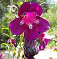 Penstemon 'Raven' (dark burgundy)