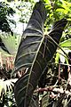 Philodendron melanochrysum 0zz