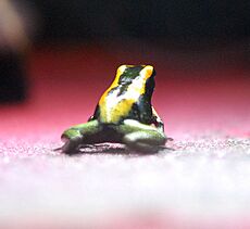 Archivo:Phyllobates-terribilis-juvenile