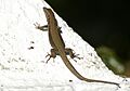 Podarcis vaucheri, Lacertidae-Lagartija andaluza-(Sevilla)
