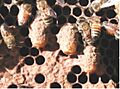Queencell 0017