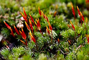 Archivo:RedMoss