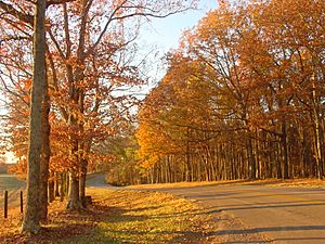 Archivo:Roadway in David Crockett State Park (Autumn 2008 - Horizontal Image)