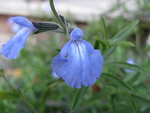 Archivo:Salvia azurea1